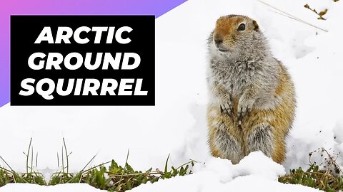 Arctic Ground Squirrel 🐶 A Rare Animal Found In The Arctic #shorts