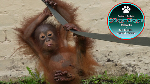 Orangutan Baby Jim's Muddy Playtime