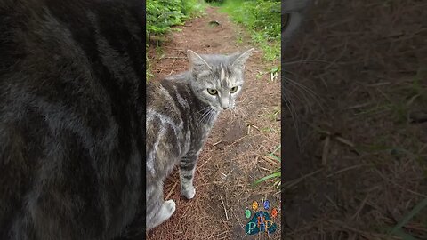 Cheetara on the "cat" walk.