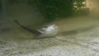 Live fish for my northern pike by PIRANHA FISH AND FRIENDS
