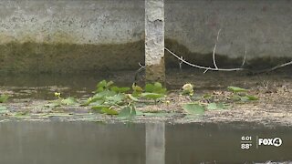 Neighbors concerned as low water levels lead to spread of lilies in their canal