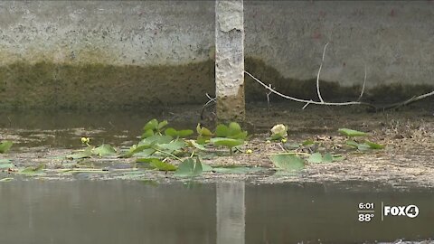 Neighbors concerned as low water levels lead to spread of lilies in their canal