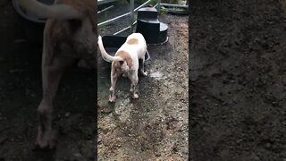 Pit bull loves helping me around the farm: he drinks salty water!