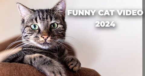 Funny cat video 2024