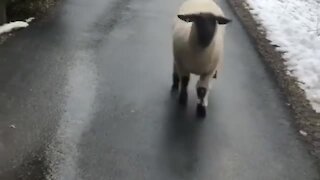 Sheep hilariously hops down the driveway