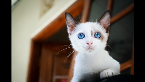 Powderpuff Persians Another super cutie Kittens everywhere A Beautiful Cat Whose Face Is Perfectly