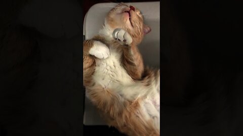 How cat sleep | Funny cat #Shorts