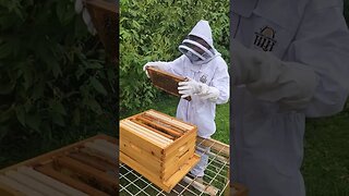 Beehive well check. #homesteading #beekeeper #savethebees
