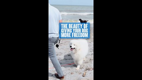 The Beauty Of Giving Your Dog More Freedom