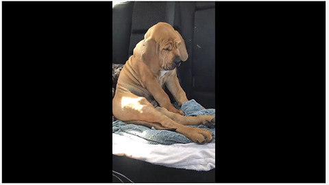 Tired Puppy Falls Asleep Sitting Up