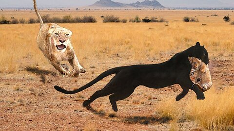 Big mistake, tiger attack || leopard attacks || animal fight