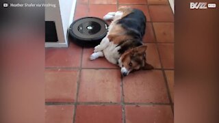 Ce chien se fait caresser le ventre... par le Roomba !
