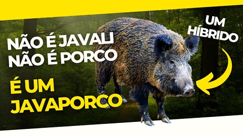 O JAVAPORCO ( THE JAVAPORT )