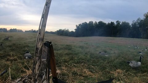 Amazing goose hunt in Virginia