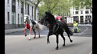 Several horses are on the loose in central London; one appears to be covered in blood.
