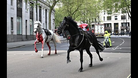 Several horses are on the loose in central London; one appears to be covered in blood.