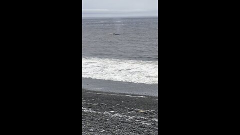 Whale sighting in St. Vincent’s, NL