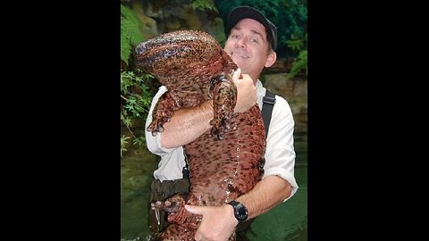 Trinity Alps Giant Salamander