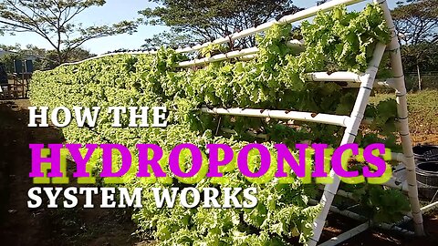 HYDROPONICS | HOW IT WORKS