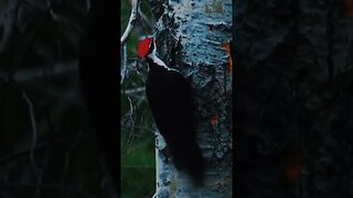 Colour Grading Woodpecker