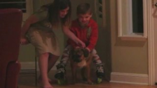 Tot Boy On Roller Skates Gets Pulled By His Dog