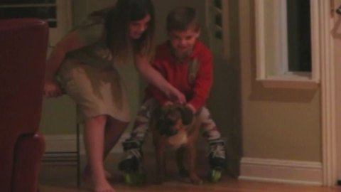 Tot Boy On Roller Skates Gets Pulled By His Dog