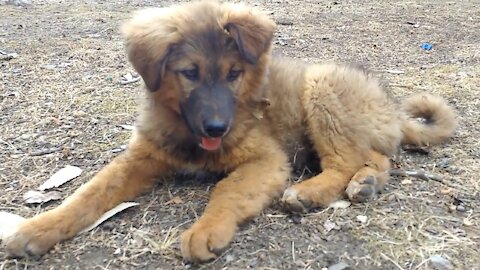 Cut Dog Look like Lion