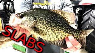 Slab Crappies - Illinois Ice Fishing