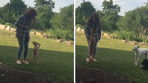 Rescued fawn adorably begs for bottle from owner