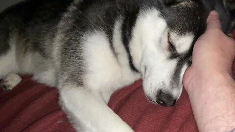 Sleepy Husky Dog