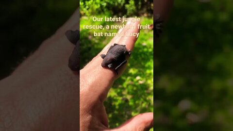 Baby Bat Rescue