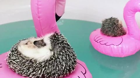 Two Super-Relaxed Hedgehogs Chill On Flamingo Floaties