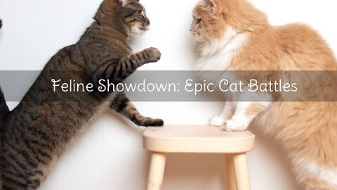 Feline Showdown: Epic Cat Battles