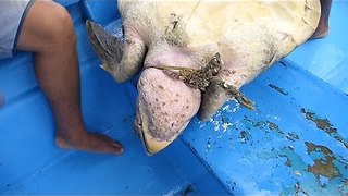 Sea Turtle Entangled in Ghost Net Rescued