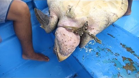 Sea Turtle Entangled in Ghost Net Rescued