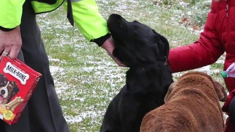 Ashland County Sheriff's Office saves family dog trapped on thin ice