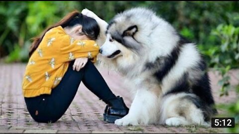 Why 🐕 are best friends of human