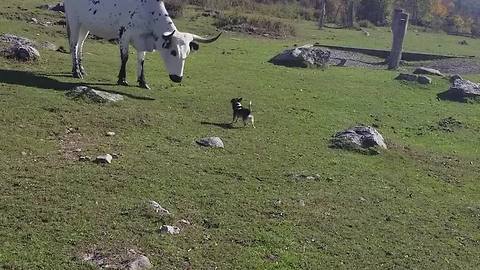 A Small Dog Tries To Get Into A Fight With A Giant Bull