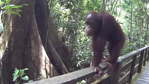Playful Orangutan Poses For The Cameras At A Rehabilitation Center