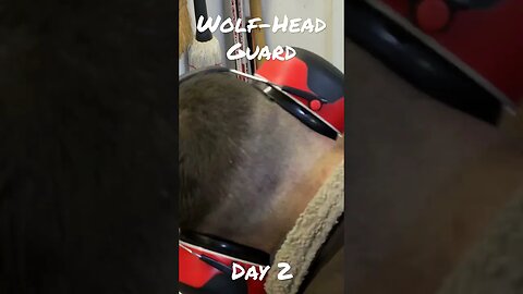 Wolf Head Gaurd: Day 2