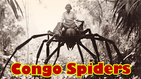 The Majestic Congo Spiders -2024 Most Horrifying Discoveries in the Congo That Terrified the World