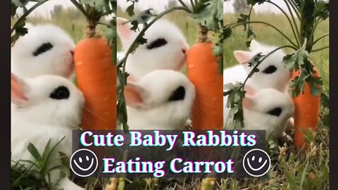 Cute Baby Rabbits Eating Carrot 😃