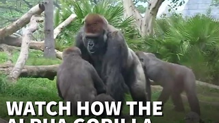 Young Gorilla Throws Dirt at Dad… Silverback Teaches Him Lesson in Respect