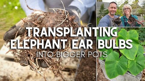 Transplanting Elephant Ear Bulbs
