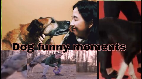 Dog funny trening moments and boy or girl trening moments lovely dog her trenor