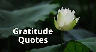 Quotes on Life For Gratitude. [QUOTATIONS] [LIFE QUOTES] [GRATITUDE]