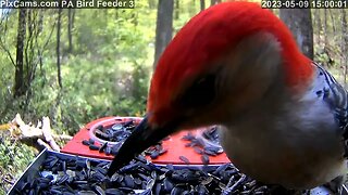 Red-bellied woodpecker on PA Bird Feeder 3 Close-Up Cam 5/9/2020