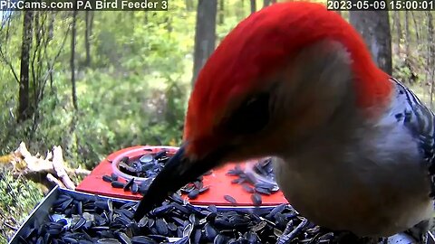 Red-bellied woodpecker on PA Bird Feeder 3 Close-Up Cam 5/9/2020