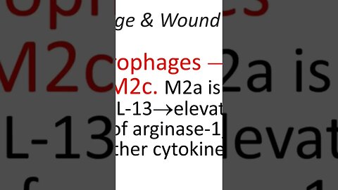 #shorts The Role of Macrophages in Wound Healing
