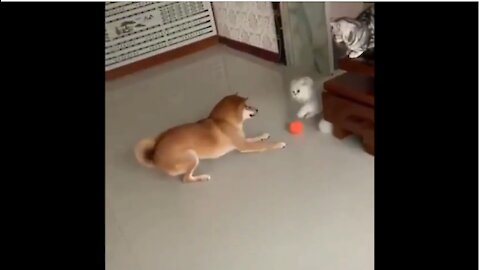 Dog vs Cat fight over ball, Funny REACTION of cat